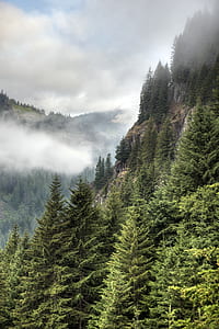 green leaf trees beside mountain thumbnail
