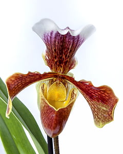 brown and yellow flower plant thumbnail