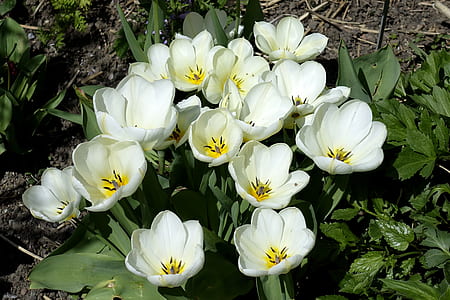 blooming white tulip flowers thumbnail