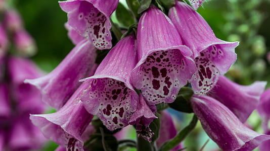 selective focus photo of purple bell flowers thumbnail