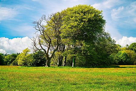 green leafed trees on field thumbnail