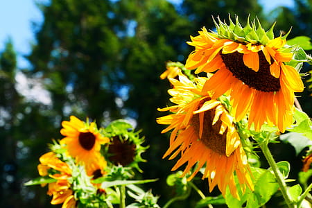 Giant flowers of the annual sunflower blooming in a garden. thumbnail