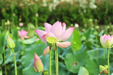 focused photo of pink and green lotus flower thumbnail
