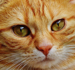 macro photography of orange tabby cat thumbnail