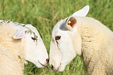 two white lambs outdoor thumbnail
