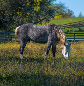 black and brown horse eating grass thumbnail