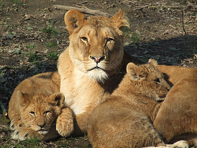 lionesse with two cubs lying together thumbnail