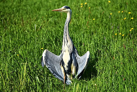 gray duck on green grasses thumbnail