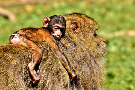 brown monkey thumbnail