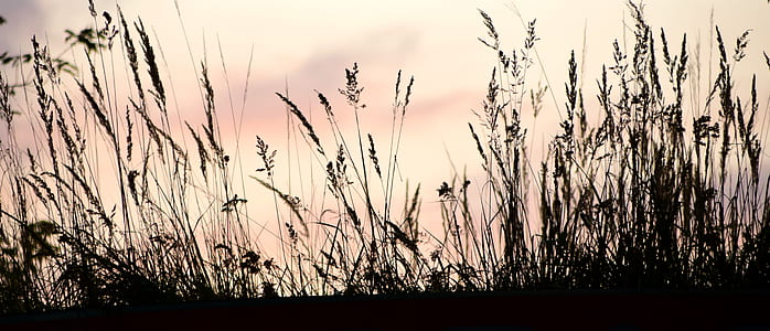 silhouette of plants thumbnail