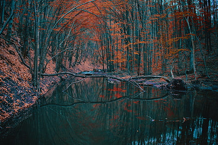 body of water in the middle of trees thumbnail