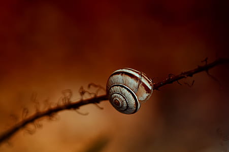 white and brown snail thumbnail