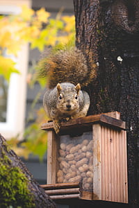 brown squirrel on top of brown container thumbnail