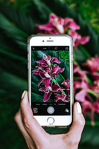 Colorful Exotic Flowers and Greenery thumbnail