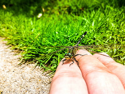 Closeup Photography of Person Handling Green Dragonfly thumbnail