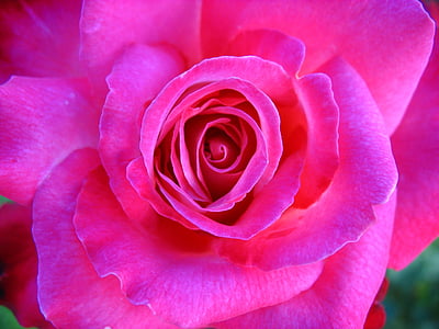 photo of pink multi-petaled flower thumbnail