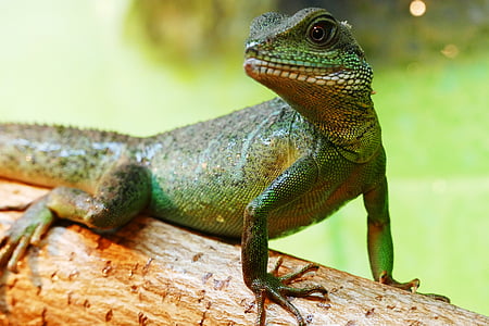 green monitor lizard on brown tree branch closeup photo thumbnail