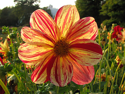 pink-and-yellow flower in field thumbnail