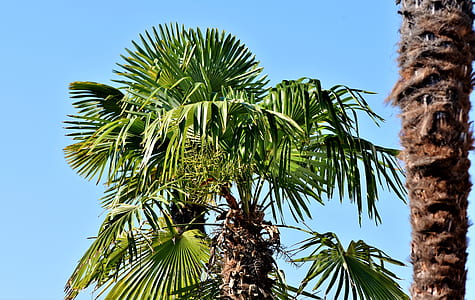 palm tree beside tree branch thumbnail
