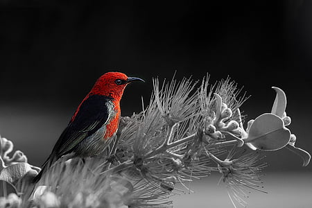 selective color photography of bird on flowers thumbnail