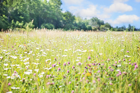 selective focus photo of pink and white flower field thumbnail