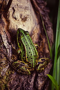 nature, animal, tree, green thumbnail