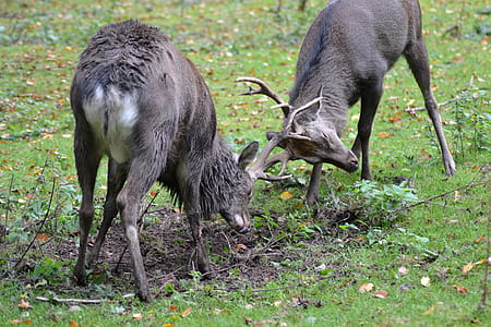 2 Reindeer on Grass Field thumbnail