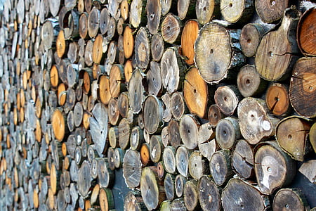 wood stumps lot close-up photography thumbnail