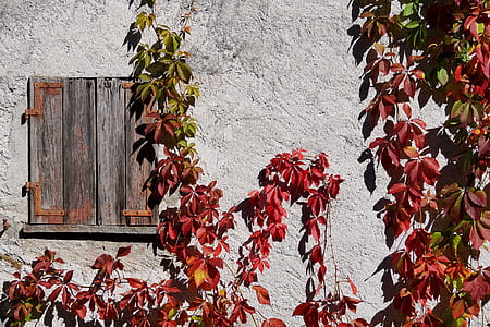 wooden window beside wall covered with plant thumbnail