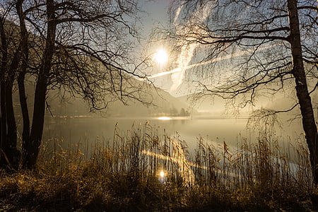 forest field covered with white fog thumbnail