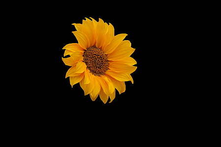 sunflower thumbnail