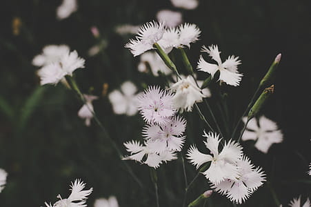 Low Light Photo White Petaled Flowers thumbnail