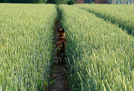 brown coated dog walking through pathway between rice fields thumbnail