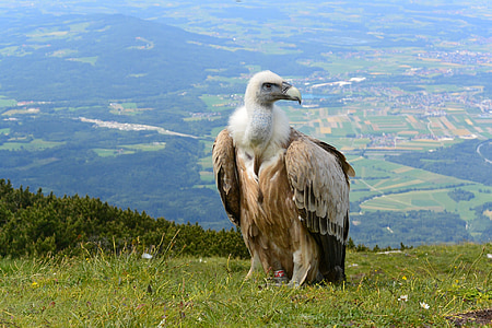 brown and white vulture thumbnail