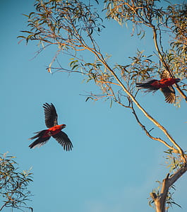 two red parrots flying towards tree thumbnail