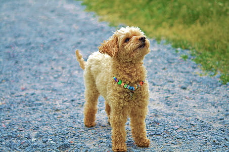 cream toy poodle puppy thumbnail
