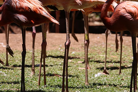 Pink Flamingo thumbnail