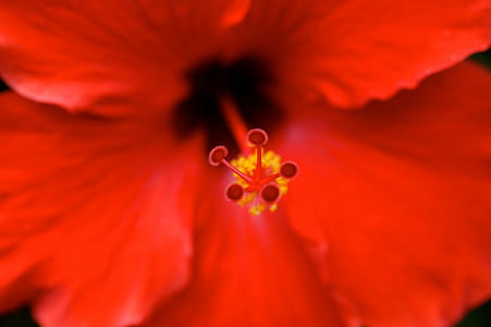 nature, red, petals, flower thumbnail