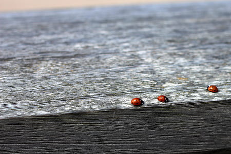 three ladybirds on wood thumbnail