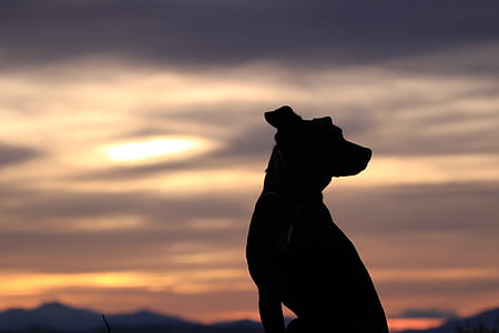 silhouette of dog during sunset thumbnail