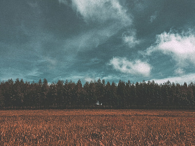 landscape photo of trees during daytrime thumbnail