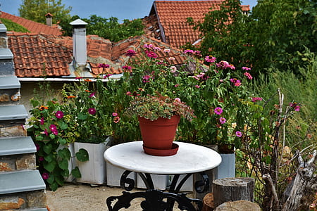 pink zinnias potted plant on round white table outside at daytime thumbnail