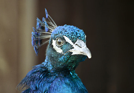 blue and white bird thumbnail