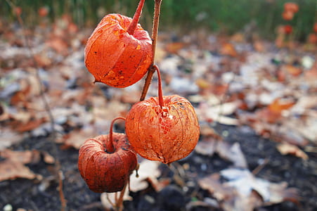 closeup photo of red fruit thumbnail