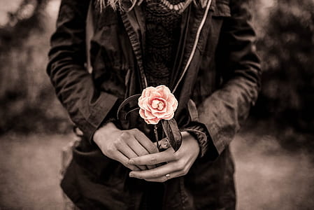 antique, vintage, pink, flower, sepia thumbnail