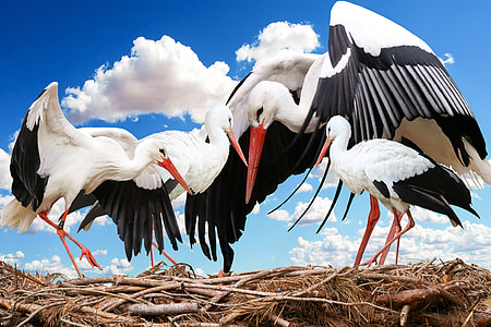 four white and black under cloudy sky during daytime thumbnail