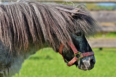brown and black horse thumbnail