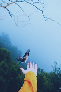 gray and brown bird perched on human finger thumbnail