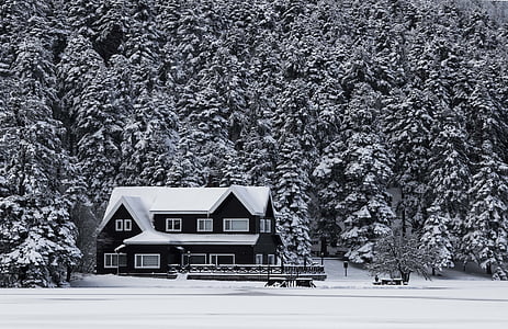 white and black house in forest thumbnail