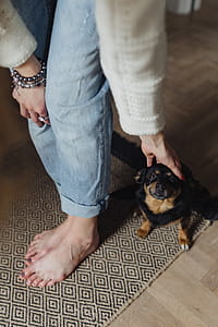 Petting the little cute dog thumbnail